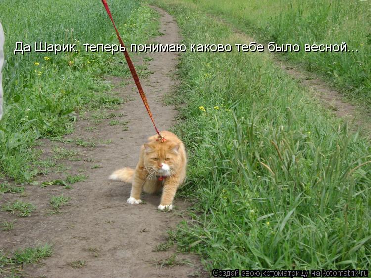 Да Шарик, теперь понимаю каково тебе было весной...... Котоматрица: Да Шарик, теперь понимаю каково тебе было весной...