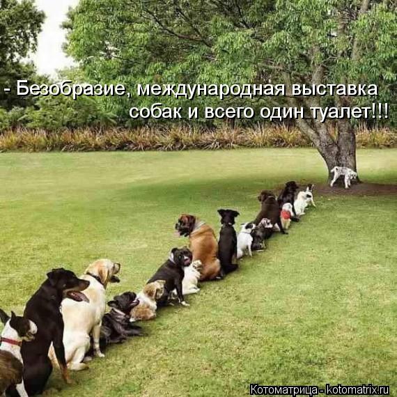 - Безобразие, международная выставка собак и всего один туалет!!!... Котоматрица: - Безобразие, международная выставка собак и всего один туалет!!!