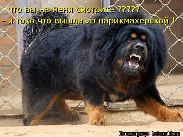 - я токо что вышла из парикмахерской ! - что вы на меня смотрите ?????... Котоматрица: - я токо что вышла из парикмахерской ! - что вы на меня смотрите ?????
