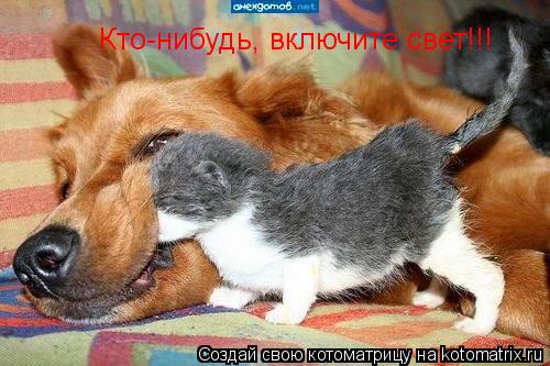 Кто-нибудь, включите свет!!!... Котоматрица: Кто-нибудь, включите свет!!!