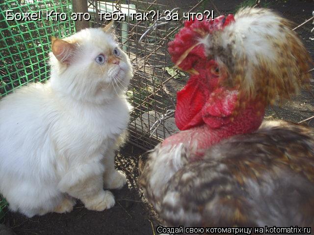 Боже! Кто это тебя так?! За что?!... Котоматрица: Боже! Кто это тебя так?! За что?!