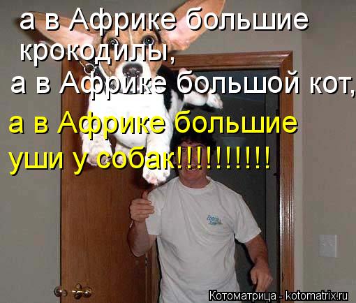 а в Африке большие крокодилы, а в Африке большие а в Африке большой кот, уши у собак!!!!!!!!!!... Котоматрица: а в Африке большие крокодилы, а в Африке большие а в Африке большой кот, уши у собак!!!!!!!!!!
