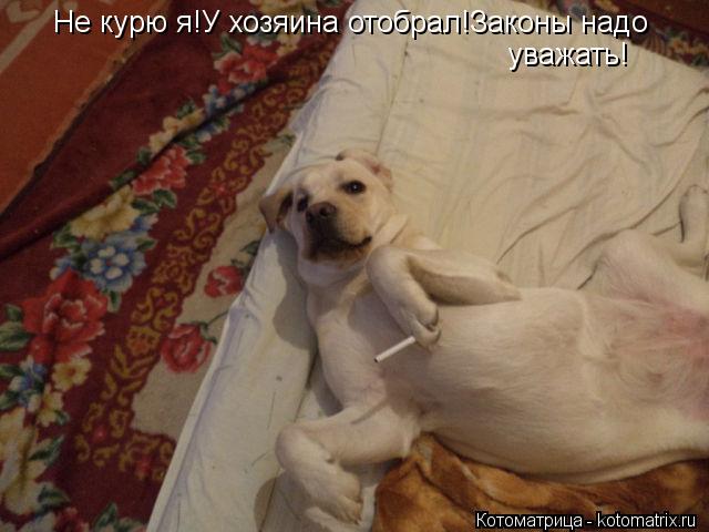 Котоматрица: Не курю я!У хозяина отобрал!Законы надо уважать!