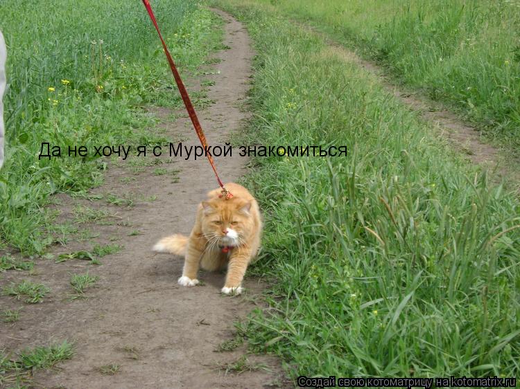 Да не хочу я с Муркой знакомиться... Котоматрица: Да не хочу я с Муркой знакомиться