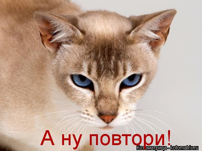 Котоматрица: А ну повтори!