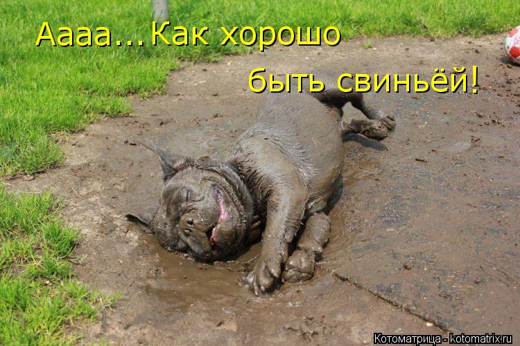 Котоматрица: Аааа... Как хорошо  быть свиньёй !