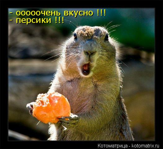 - ооооочень вкусно !!! - персики !!!... Котоматрица: - ооооочень вкусно !!! - персики !!!