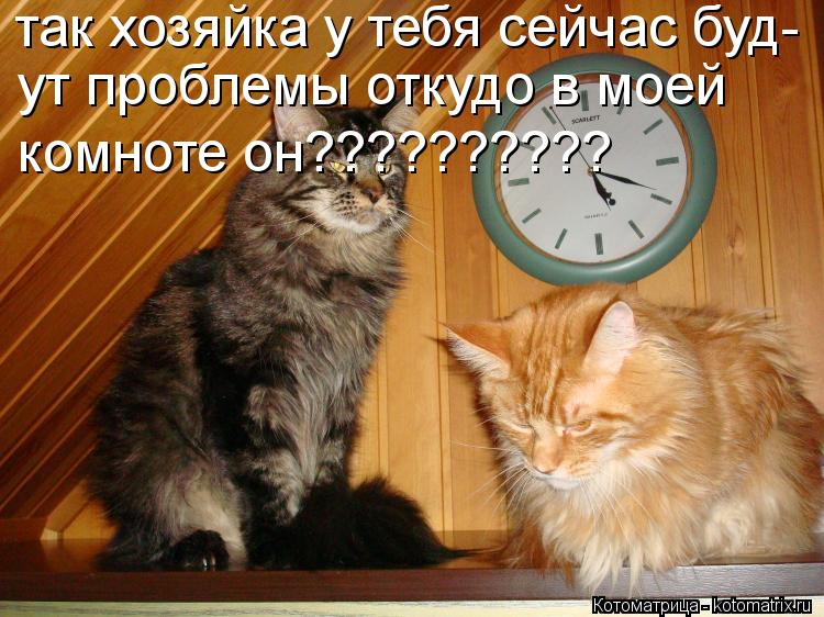 так хозяйка у тебя сейчас буд- ут проблемы откудо в моей комноте он??????????... Котоматрица: так хозяйка у тебя сейчас буд- ут проблемы откудо в моей комноте он??????????