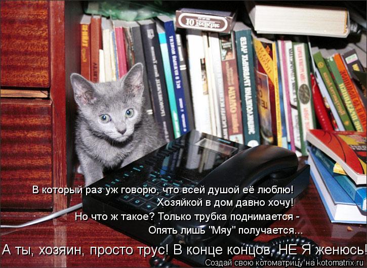 Котоматрица: А ты, хозяин, просто трус! В конце концов, НЕ Я женюсь! Хозяйкой в дом давно хочу! Но что ж такое? Только трубка поднимается -  Опять лишь "Мяу" п