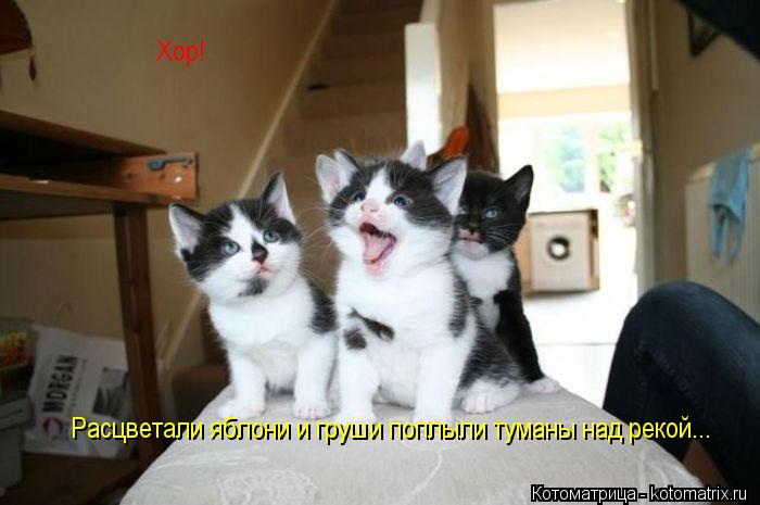Хор! Расцветали яблони и груши поплыли туманы над рекой...... Котоматрица: Хор! Расцветали яблони и груши поплыли туманы над рекой...