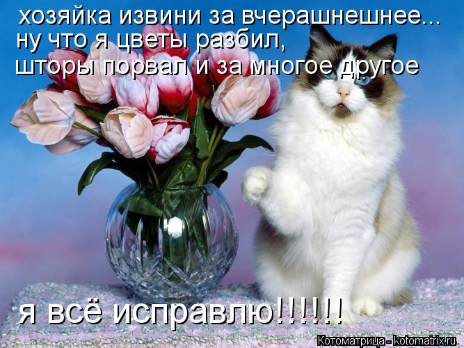 хозяйка извини за вчерашнешнее... ну что я цветы разбил, шторы порвал и за многое другое я всё исправ... Котоматрица: хозяйка извини за вчерашнешнее... ну что я цветы разбил, шторы порвал и за многое другое я всё исправлю!!!!!!