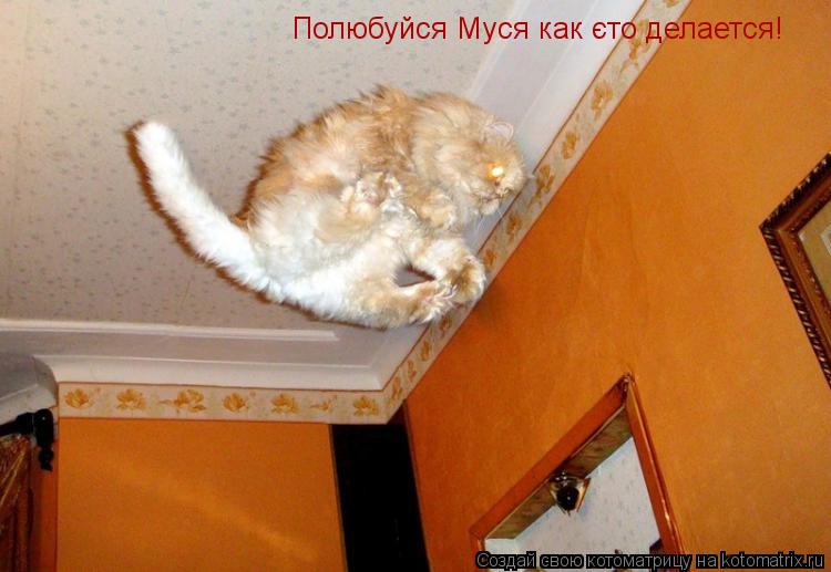 Полюбуйся Муся как єто делается!... Котоматрица: Полюбуйся Муся как єто делается!