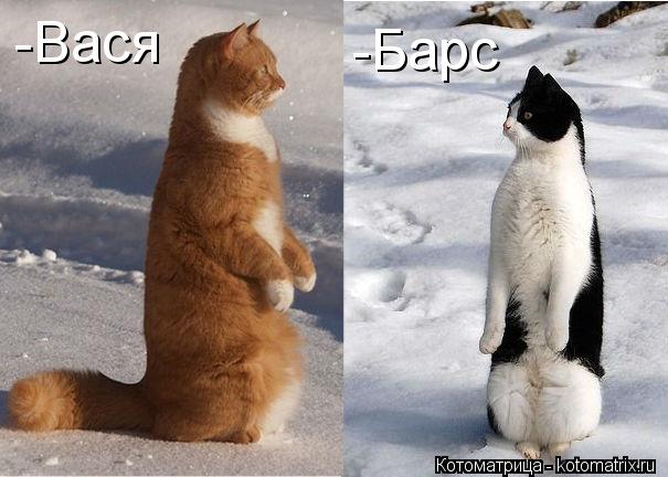 -Вася -Барс... Котоматрица: -Вася -Барс