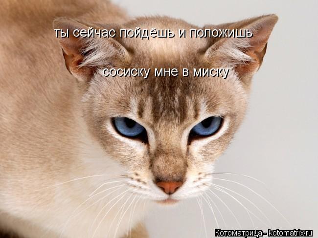 Котоматрица: ты сейчас пойдёшь и положишь сосиску мне в миску,а может и две ты сейчас пойдёшь и положишь  сосиску мне в миску