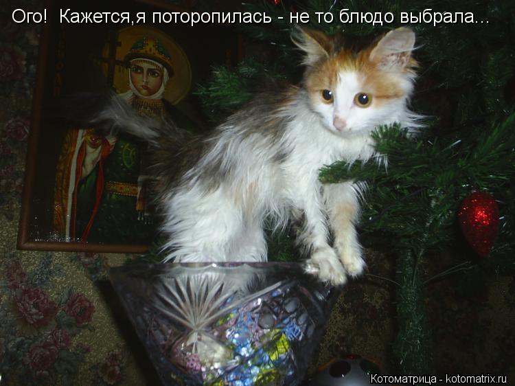 Ого! Кажется,я поторопилась - не то блюдо выбрала...... Котоматрица: Ого! Кажется,я поторопилась - не то блюдо выбрала...