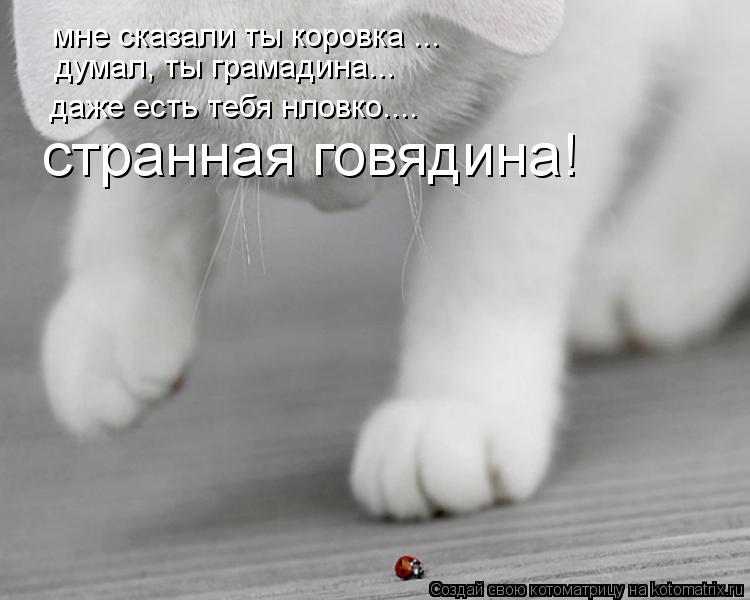 мне сказали, ты ... мне сказали ты коровка ... думал, ты грамади... Котоматрица: мне сказали, ты ... мне сказали ты коровка ... думал, ты грамадина... даже есть тебя нловко.... странная говядина!