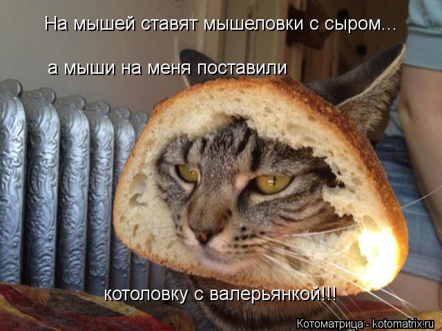 На мышей ставят мышеловки с сыром... а мыши на меня поставили котоловку с валерьянкой!!!... Котоматрица: На мышей ставят мышеловки с сыром... а мыши на меня поставили котоловку с валерьянкой!!!