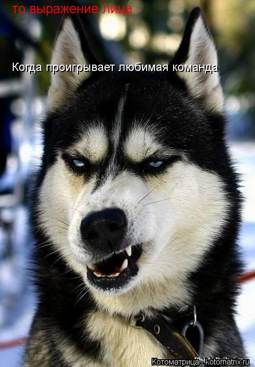 то выражение лица Когда проигрывает любимая команда... Котоматрица: то выражение лица Когда проигрывает любимая команда