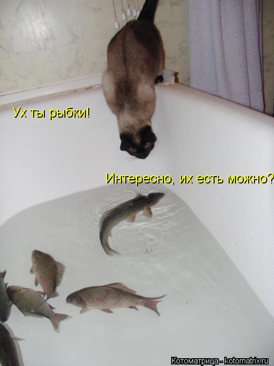 Ух ты рыбки! Интересно, их есть можно?... Котоматрица: Ух ты рыбки! Интересно, их есть можно?
