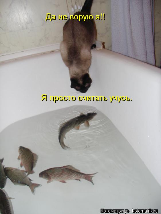 Котоматрица: Да не ворую я!! Я просто считать учусь.