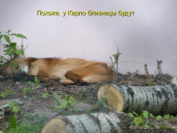 Котоматрица: Похоже, у Карло близнецы будут