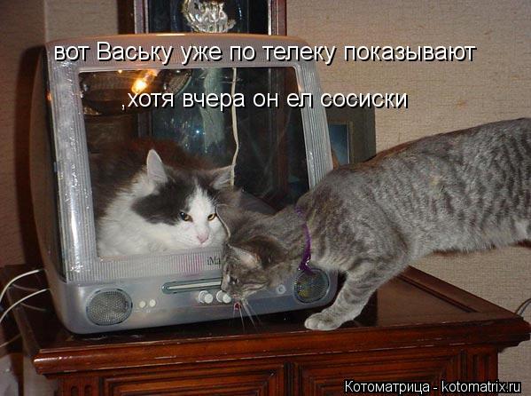 Котоматрица: вот Ваську уже по телеку показывают ,хотя вчера он ел сосиски