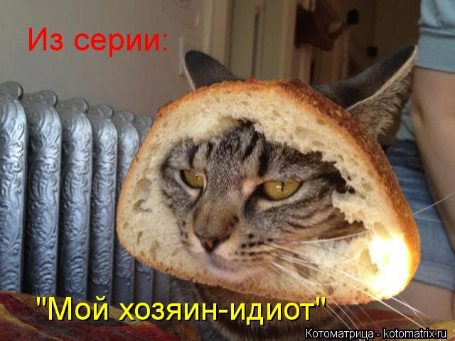 Из серии: "Мой хозяин-идиот"... Котоматрица: Из серии: "Мой хозяин-идиот"