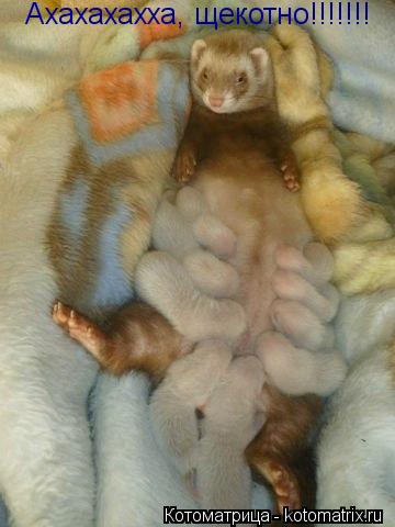 Котоматрица: Ахахахахха, щекотно!!!!!!!