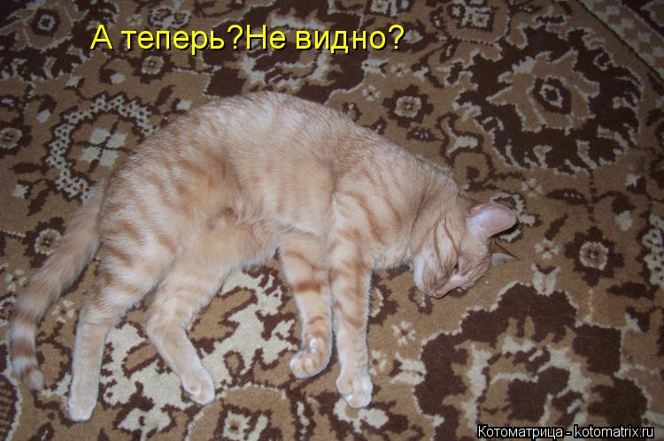 А теперь?Не видно?... Котоматрица: А теперь?Не видно?