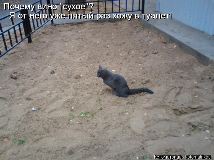 Почему вино "сухое"? Я от него уже пятый раз хожу в туалет!... Котоматрица: Почему вино "сухое"? Я от него уже пятый раз хожу в туалет!