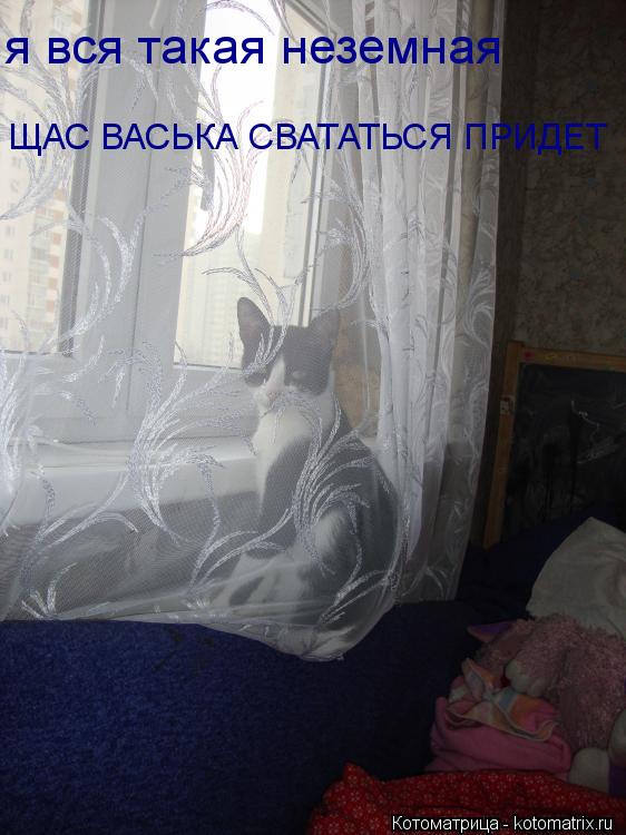Котоматрица: я вся такая неземная ЩАС ВАСЬКА СВАТАТЬСЯ ПРИДЕТ