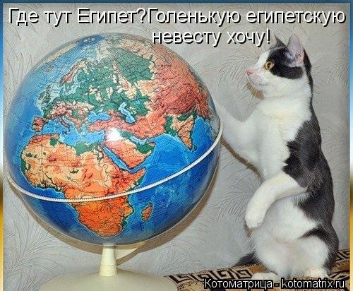 Где тут Египет?Голенькую египетскую невесту хочу!... Котоматрица: Где тут Египет?Голенькую египетскую невесту хочу!