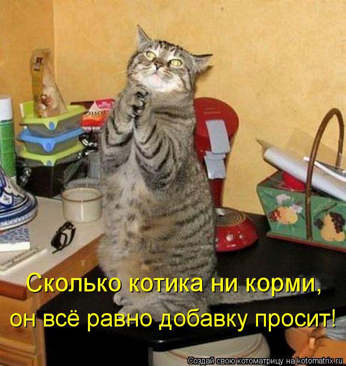 Сколько котика ни корми, он всё равно добавку просит!... Котоматрица: Сколько котика ни корми, он всё равно добавку просит!