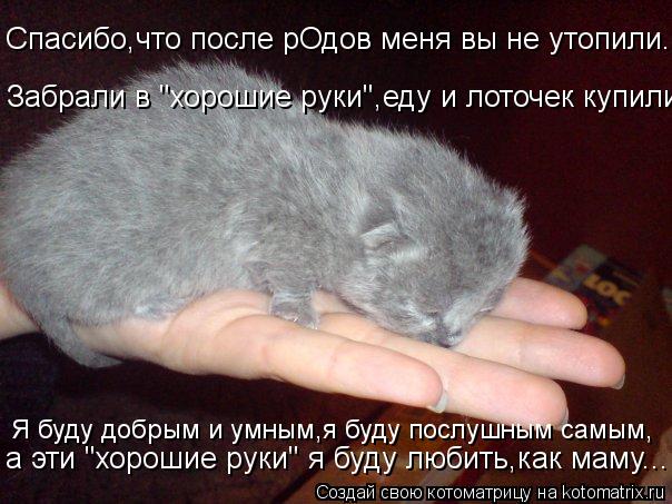 Спасибо,что после рОдов меня вы не утопили... Забрали в "хорошие руки",еду и лоточек купили... Я буду... Котоматрица: Спасибо,что после рОдов меня вы не утопили... Забрали в "хорошие руки",еду и лоточек купили... Я буду добрым и умным,я буду послушным самым, а эт