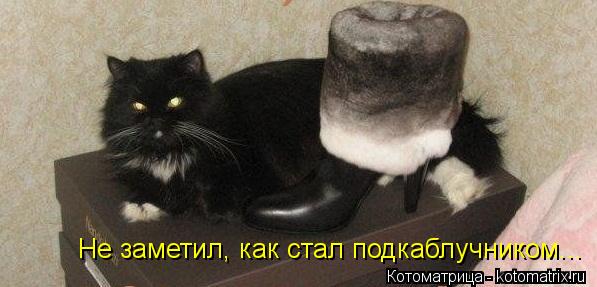 Не заметил, как стал подкаблучником...... Котоматрица: Не заметил, как стал подкаблучником...
