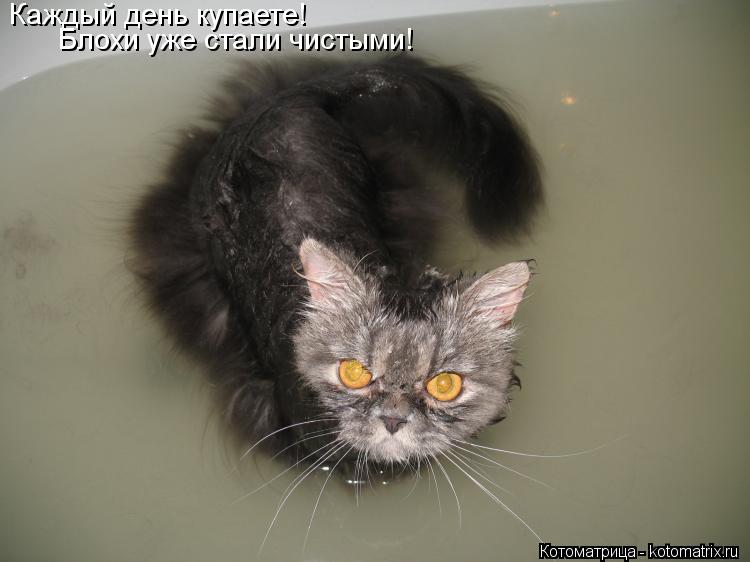 Каждый день купаете! Блохи уже стали чистыми!... Котоматрица: Каждый день купаете! Блохи уже стали чистыми!