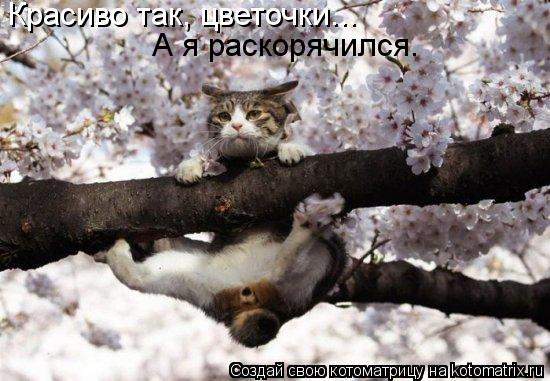 Красиво так, цветочки... А я раскорячился.... Котоматрица: Красиво так, цветочки... А я раскорячился.