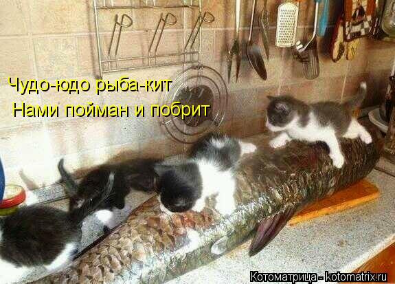 Чудо-юдо рыба-кит Нами пойман и побрит... Котоматрица: Чудо-юдо рыба-кит Нами пойман и побрит