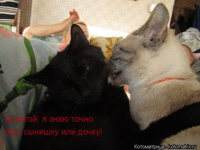 Дорогой, я знаю точно: Жду сынишку или дочку!... Котоматрица: Дорогой, я знаю точно: Жду сынишку или дочку!