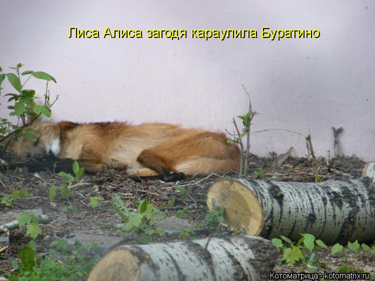 Лиса Алиса загодя караулила Буратино... Котоматрица: Лиса Алиса загодя караулила Буратино