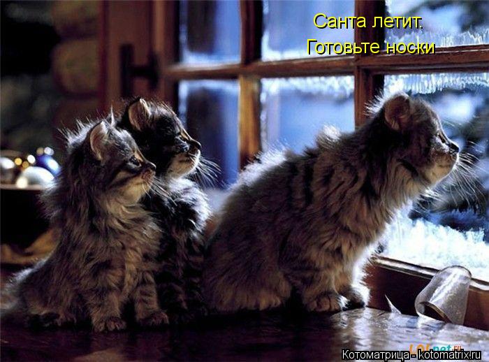 Котоматрица: Санта летит. Готовьте носки