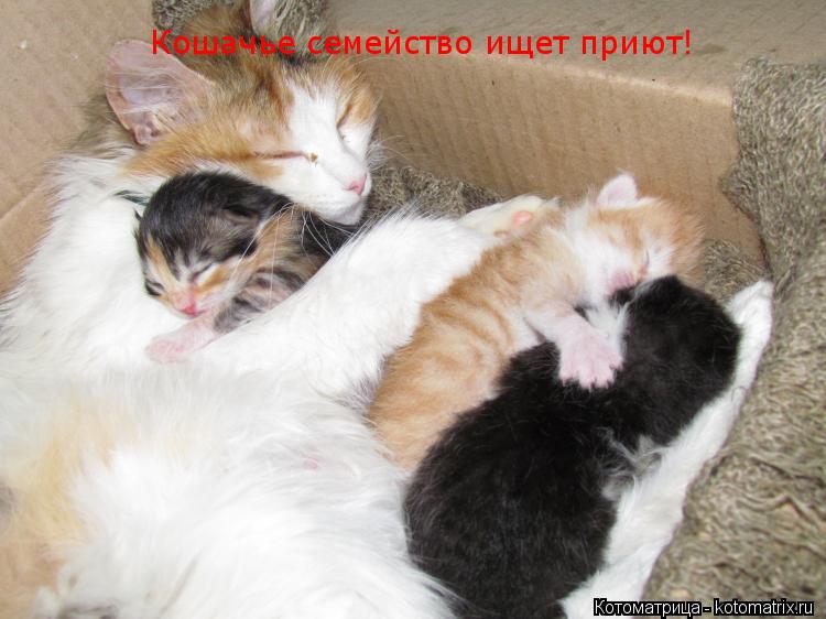 Котоматрица: Кошачье семейство ищет приют!