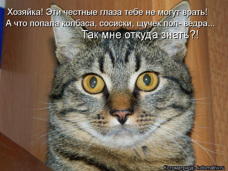 Хозяйка! Эти честные глаза тебе не могут врать! А что попала колбаса, сосиски, щучек пол- ведра... Та... Котоматрица: Хозяйка! Эти честные глаза тебе не могут врать! А что попала колбаса, сосиски, щучек пол- ведра... Так мне откуда знать?!