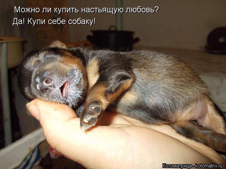 Можно ли купить настьящую любовь? Да! Купи себе собаку!... Котоматрица: Можно ли купить настьящую любовь? Да! Купи себе собаку!