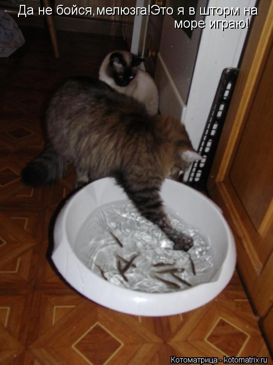 Да не бойся,мелюзга!Это я в шторм на море играю!... Котоматрица: Да не бойся,мелюзга!Это я в шторм на море играю!
