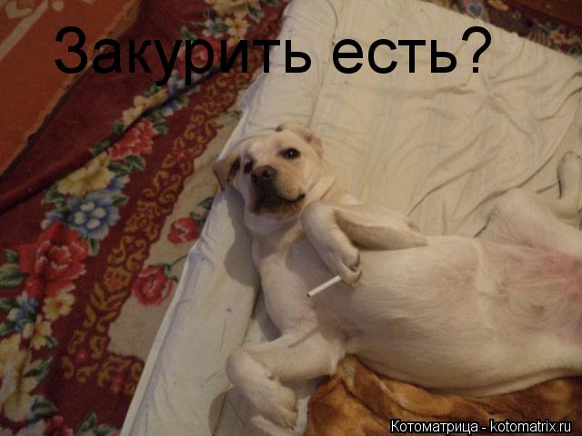 Котоматрица: Закурить есть?