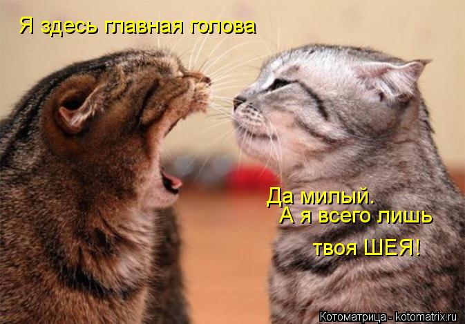Я здесь главная голова Да милый. А я всего лишь твоя ШЕЯ!... Котоматрица: Я здесь главная голова Да милый. А я всего лишь твоя ШЕЯ!