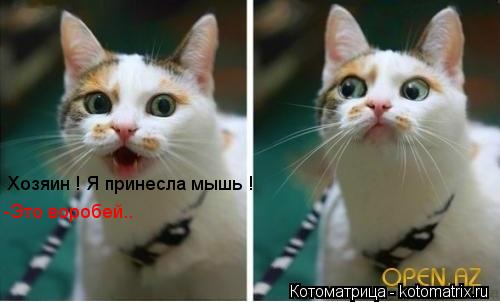 Котоматрица: Хозяин ! Я принесла мышь ! -Это воробей..