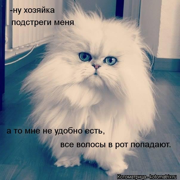 -ну хозяйка подстреги меня а то мне не удобно есть, все волосы в рот попадают.... Котоматрица: -ну хозяйка подстреги меня а то мне не удобно есть, все волосы в рот попадают.