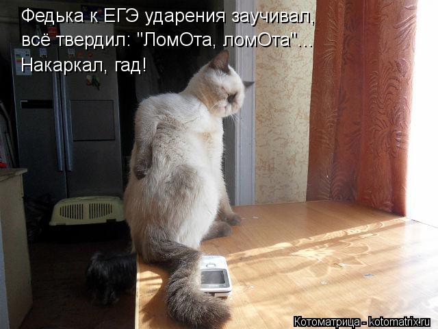 Федька к ЕГЭ ударения заучивал, всё твердил: "ЛомОта, ломОта"... Накаркал, гад!... Котоматрица: Федька к ЕГЭ ударения заучивал, всё твердил: "ЛомОта, ломОта"... Накаркал, гад!